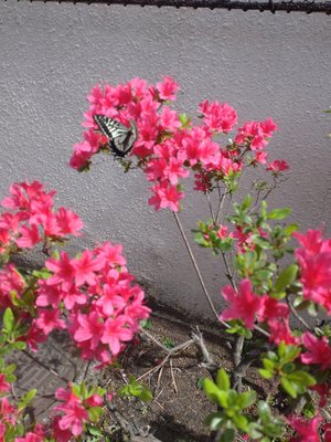 20240420富久小校庭の躑躅 (1).JPG