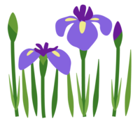 flower_shoubu_illust_41.png