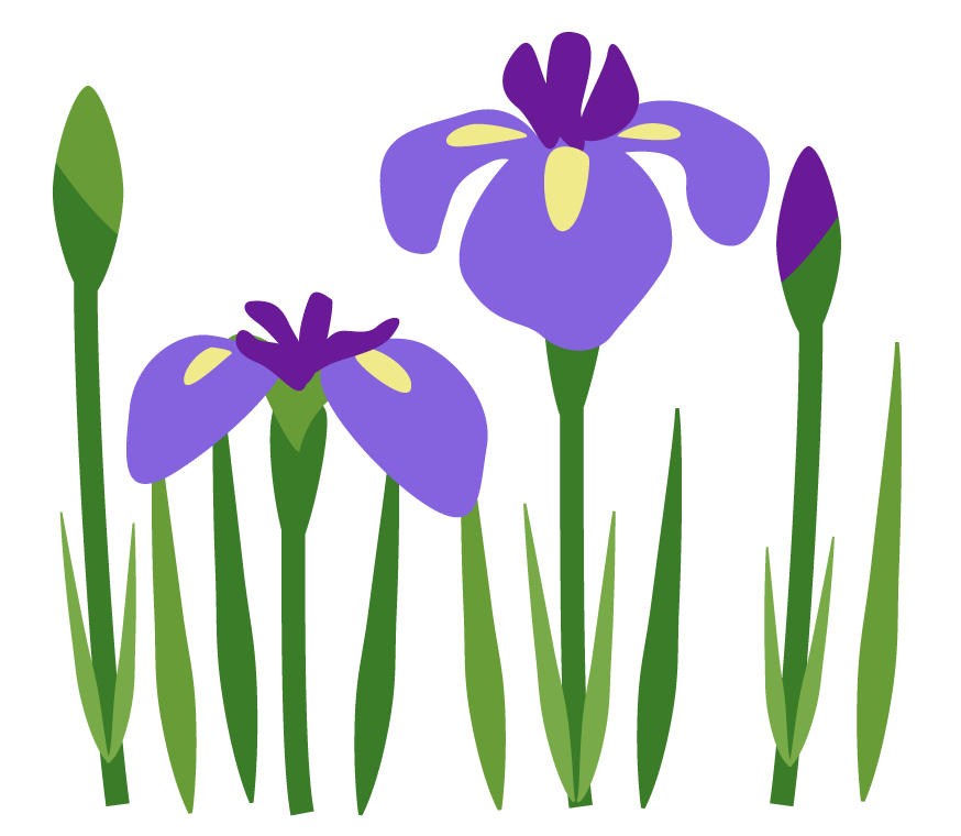 https://www.challespo.net/information/flower_shoubu_illust_41.png